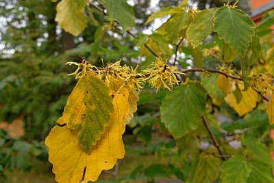 Hamamelis mollis - vilín měkký - listy a květy